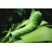 Asian Deathshead Hawkmoth Acherontia styx Pupae